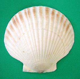VF