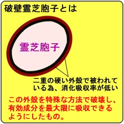 霊芝胞子